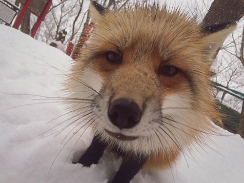 FoxVillage 4