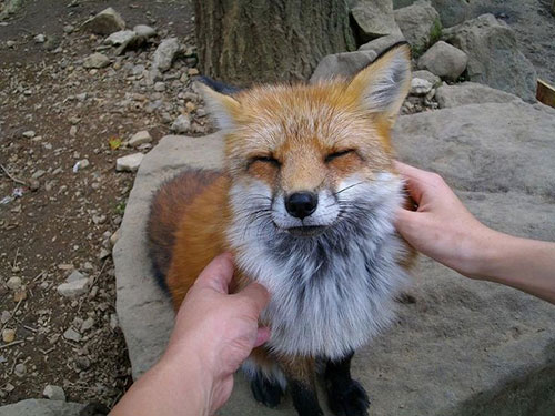 FoxVillage 5