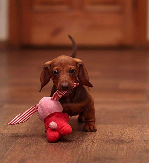 AnimalsWithToys 3
